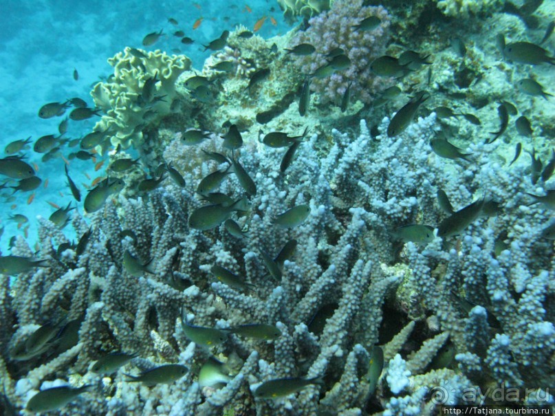 Подводный мир Марса-Алам