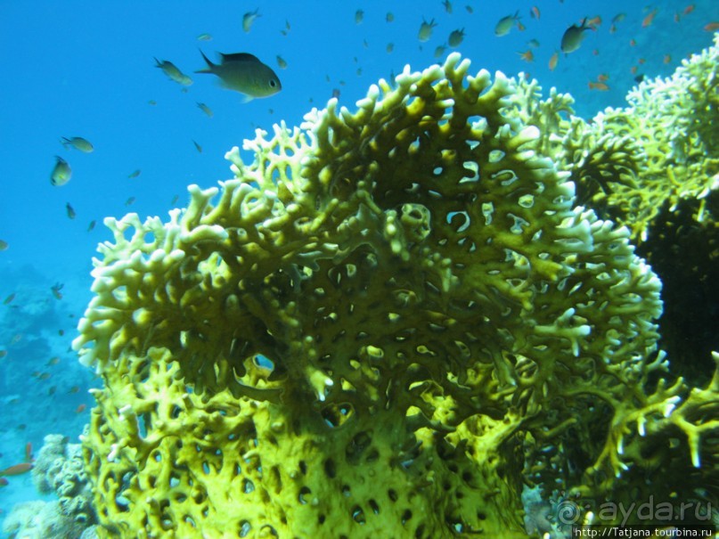 Подводный мир Марса-Алам