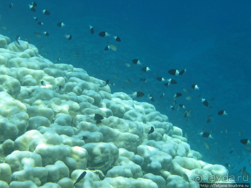 Подводный мир Марса-Алам