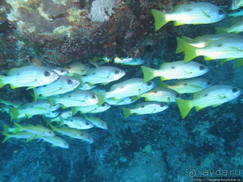 Подводный мир Марса-Алам