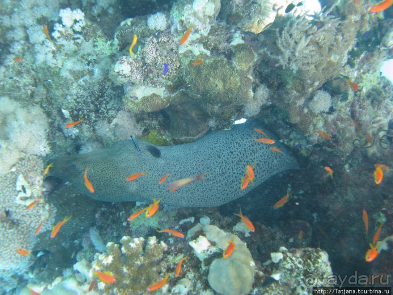 Подводный мир Марса-Алам