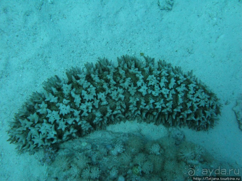 Подводный мир Марса-Алам