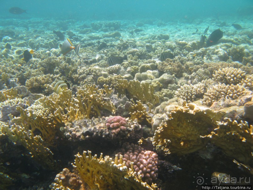 Подводный мир Марса-Алам