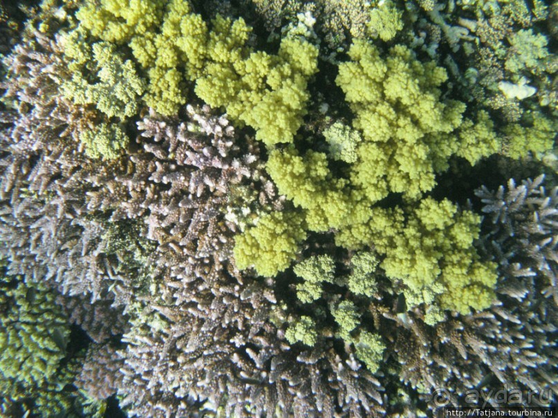 Подводный мир Марса-Алам