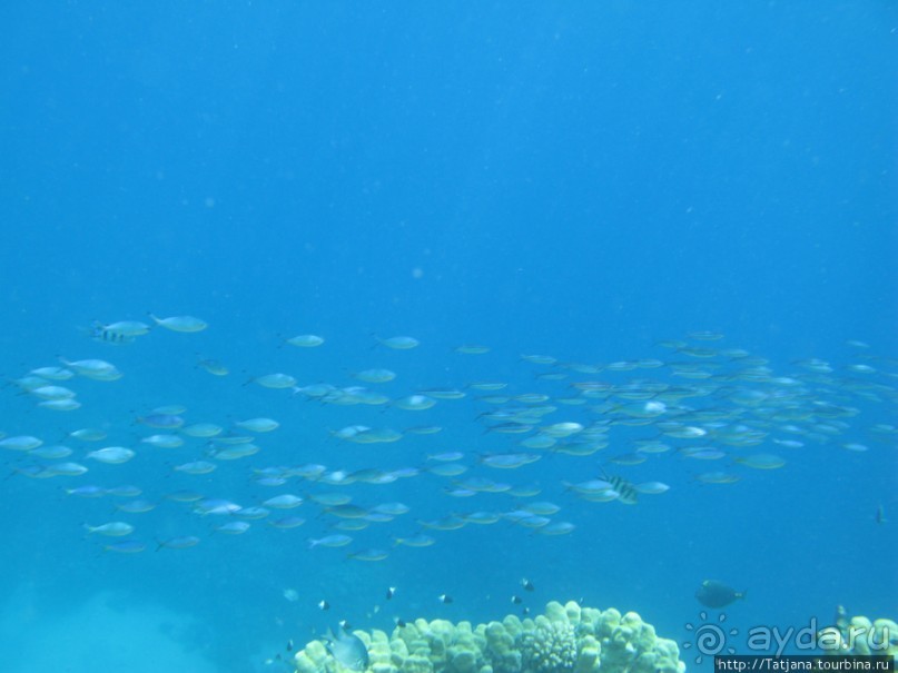 Подводный мир Марса-Алам