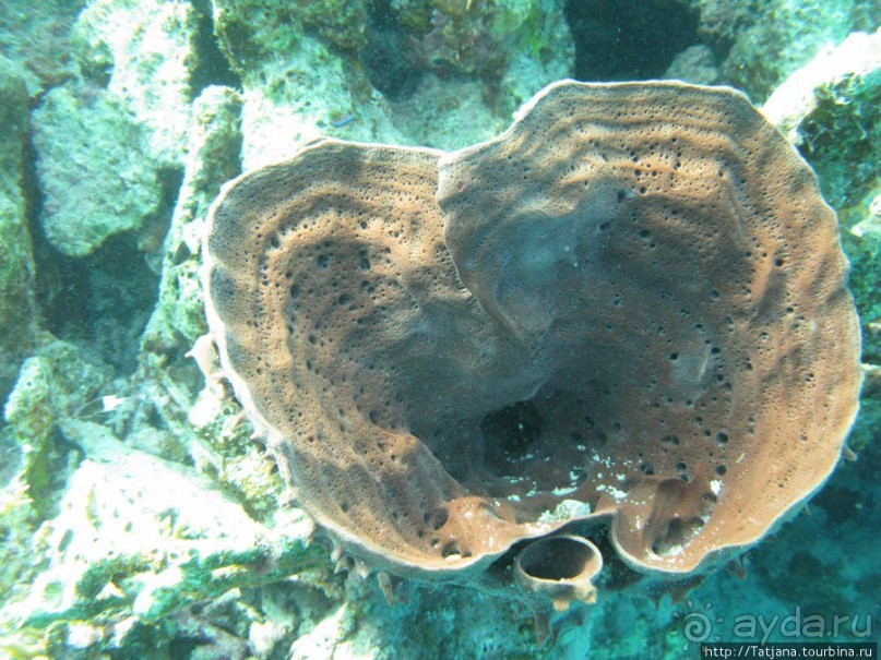 Подводный мир Марса-Алам