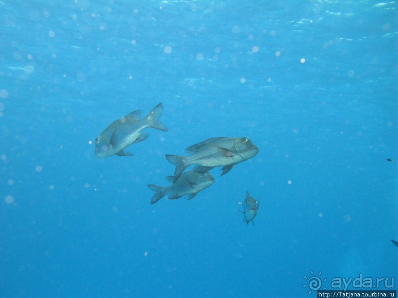 Подводный мир Марса-Алам