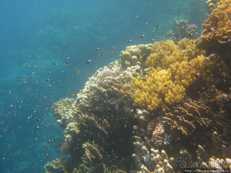 Подводный мир Марса-Алам