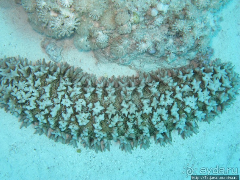 Подводный мир Марса-Алам