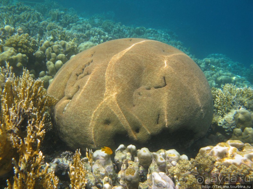 Подводный мир Марса-Алам