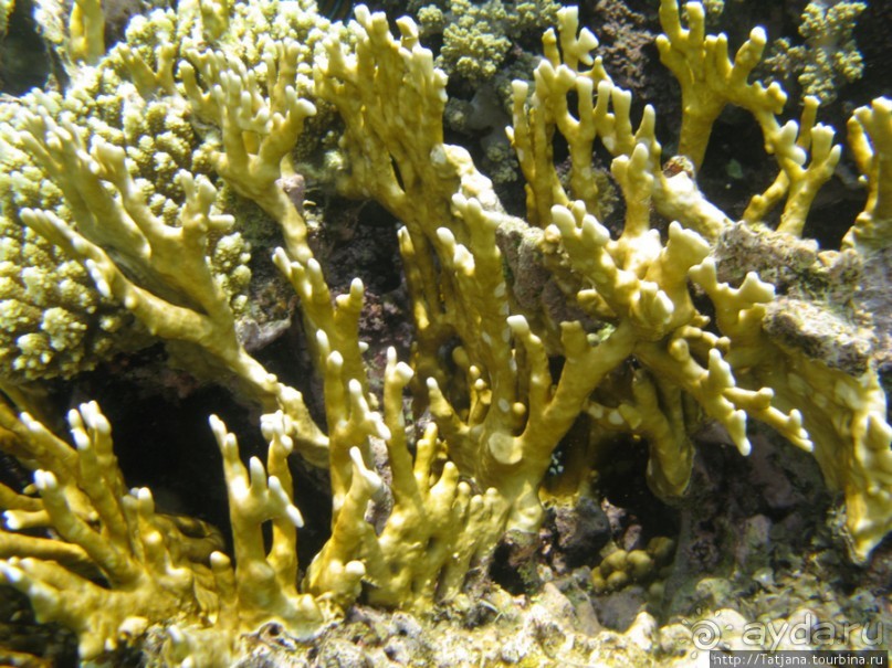 Подводный мир Марса-Алам