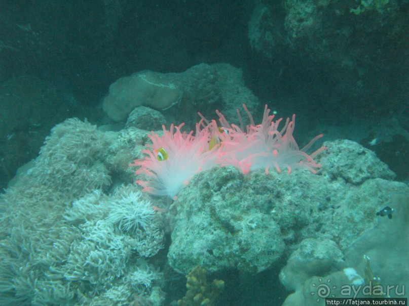 Подводный мир Марса-Алам