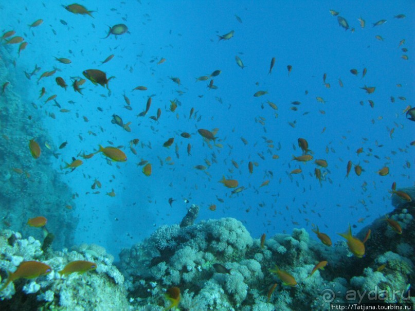 Подводный мир Марса-Алам