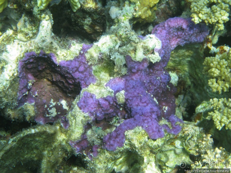 Подводный мир Марса-Алам