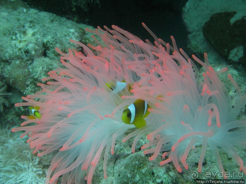 Подводный мир Марса-Алам