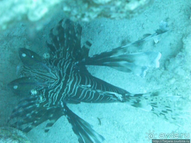 Подводный мир Марса-Алам