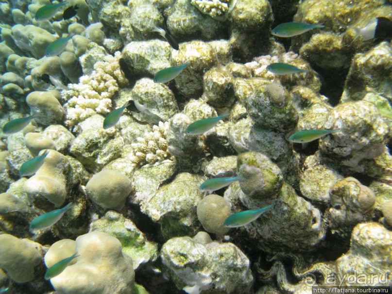 Подводный мир Марса-Алам