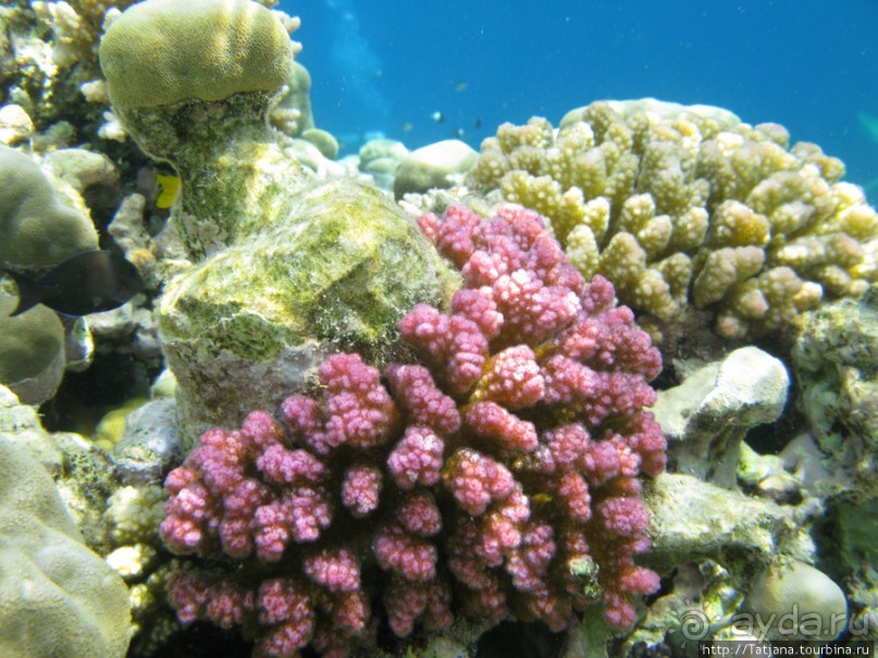 Подводный мир Марса-Алам