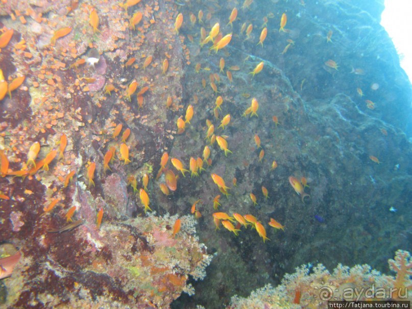 Подводный мир Марса-Алам