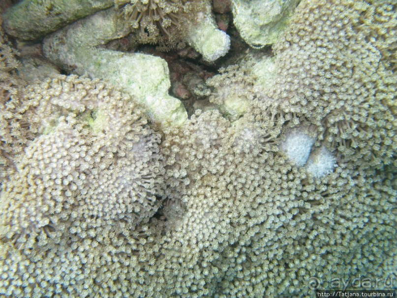 Подводный мир Марса-Алам