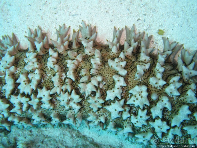 Подводный мир Марса-Алам