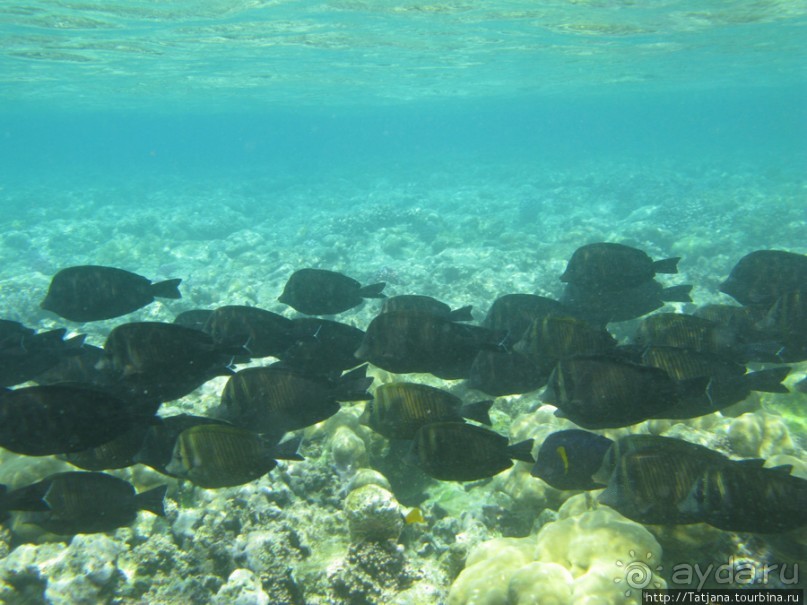 Подводный мир Марса-Алам