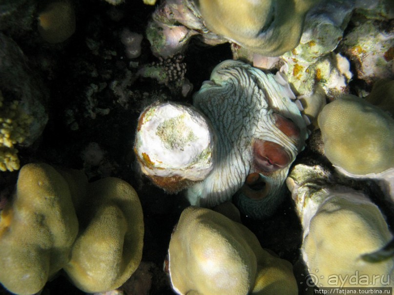 Подводный мир Марса-Алам