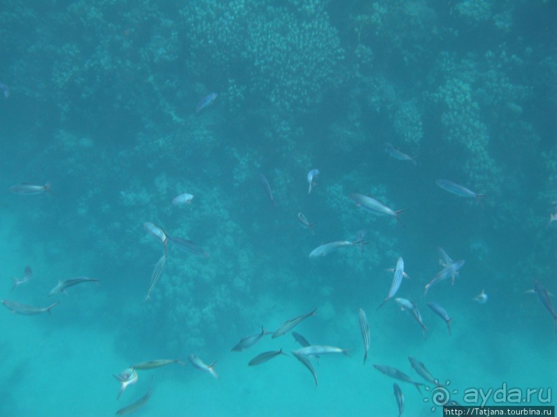 Подводный мир Марса-Алам