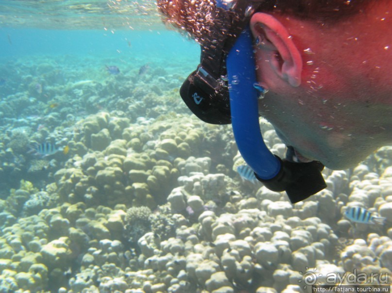 Подводный мир Марса-Алам