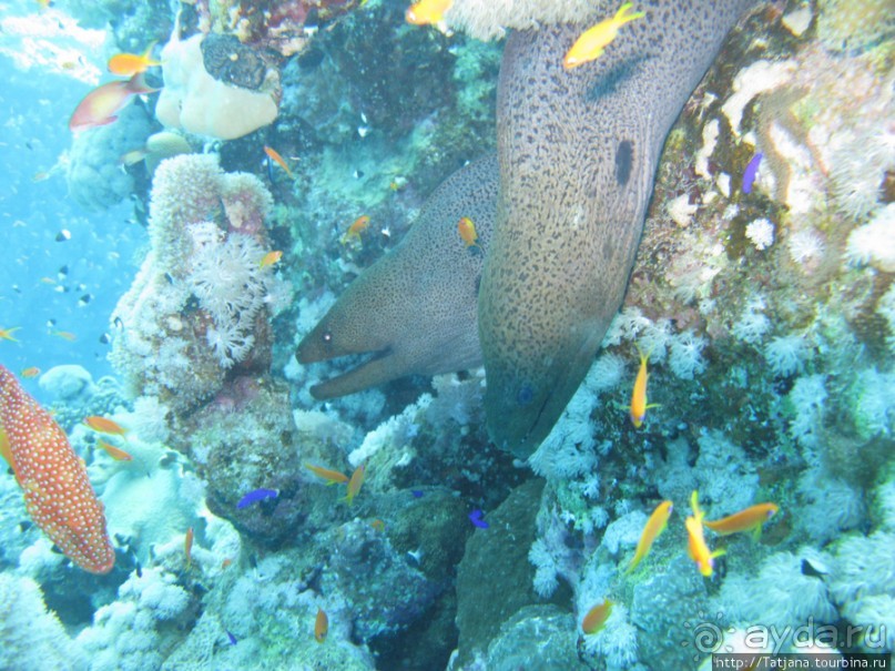 Подводный мир Марса-Алам