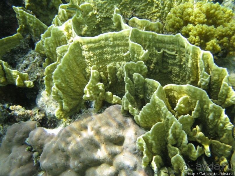 Подводный мир Марса-Алам