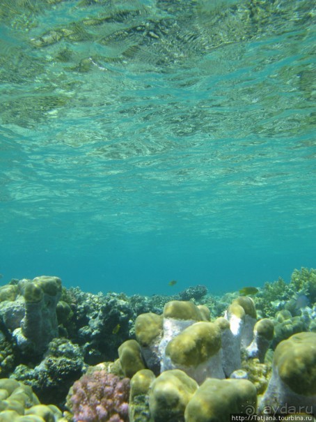 Подводный мир Марса-Алам