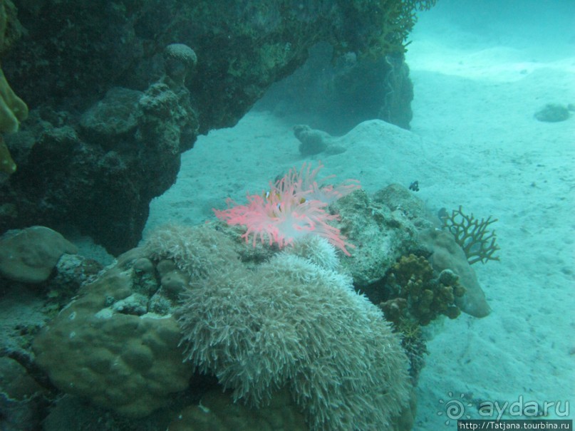 Подводный мир Марса-Алам