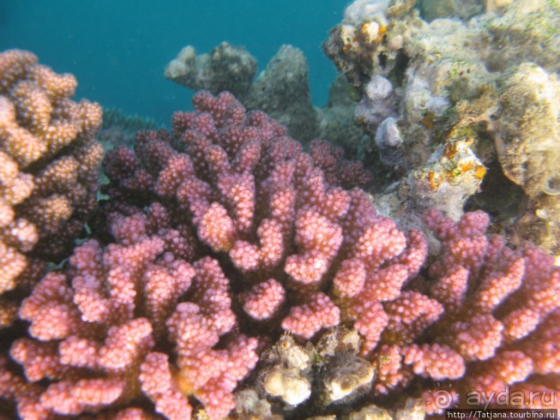 Подводный мир Марса-Алам