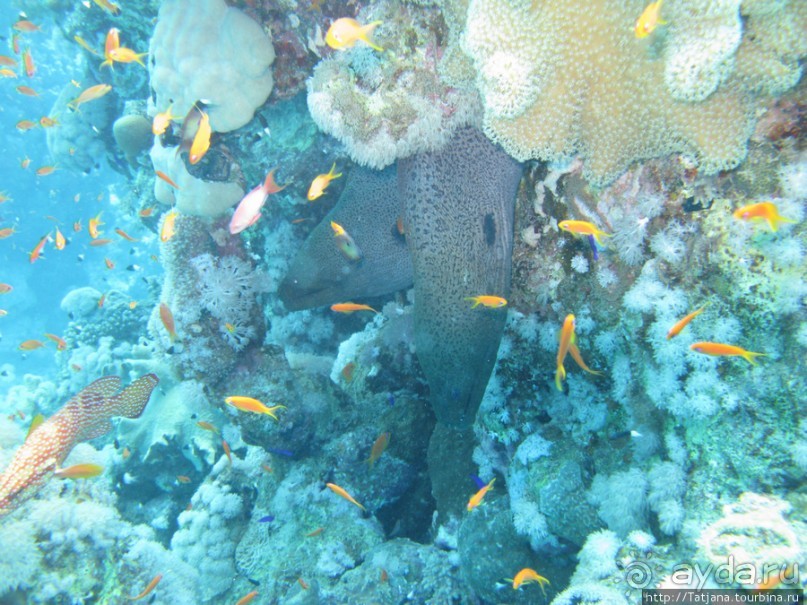 Подводный мир Марса-Алам