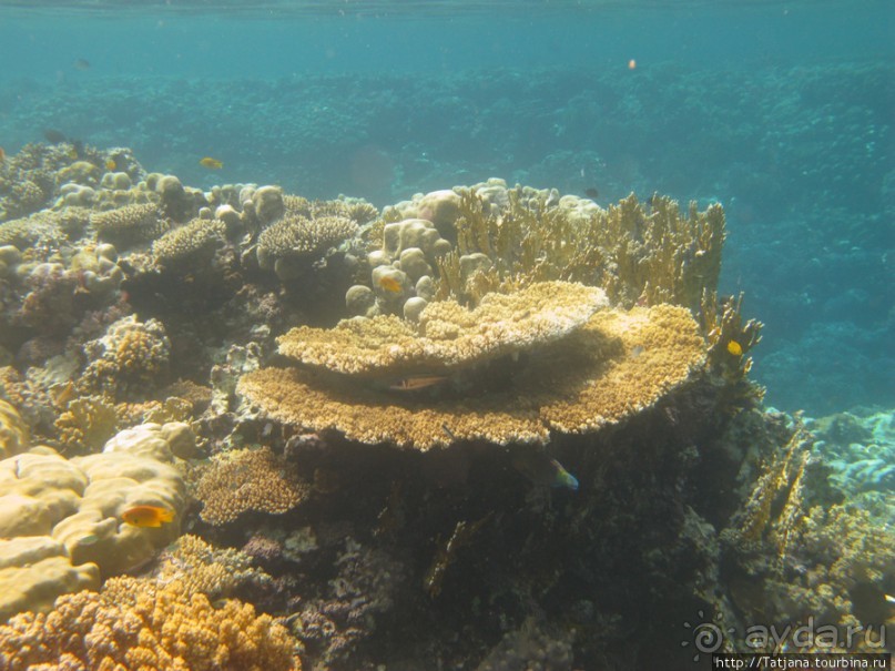 Подводный мир Марса-Алам