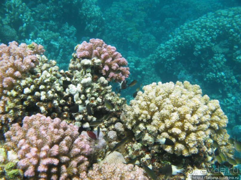 Подводный мир Марса-Алам