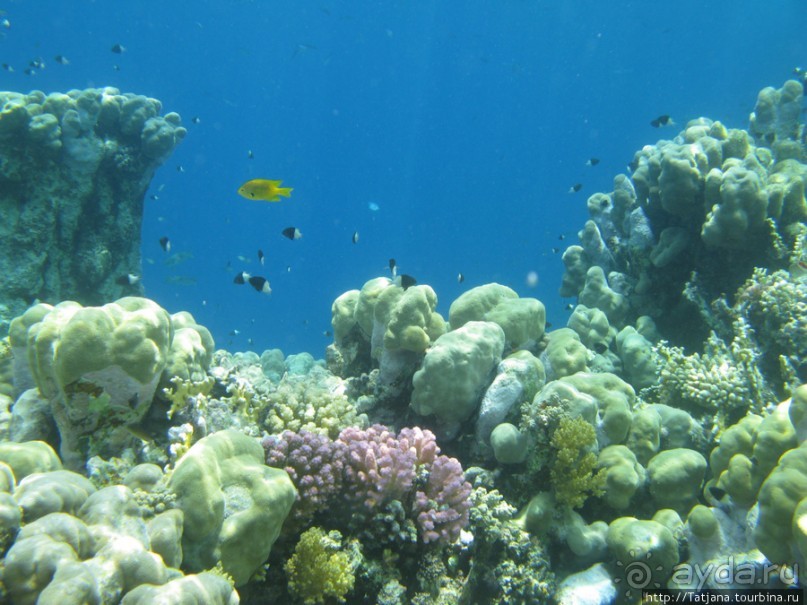 Подводный мир Марса-Алам