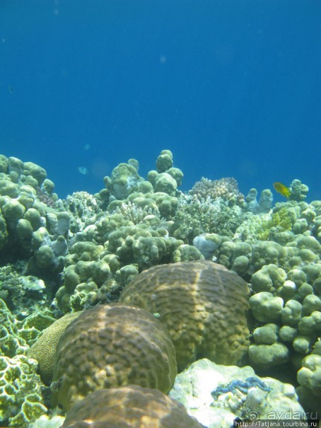 Подводный мир Марса-Алам