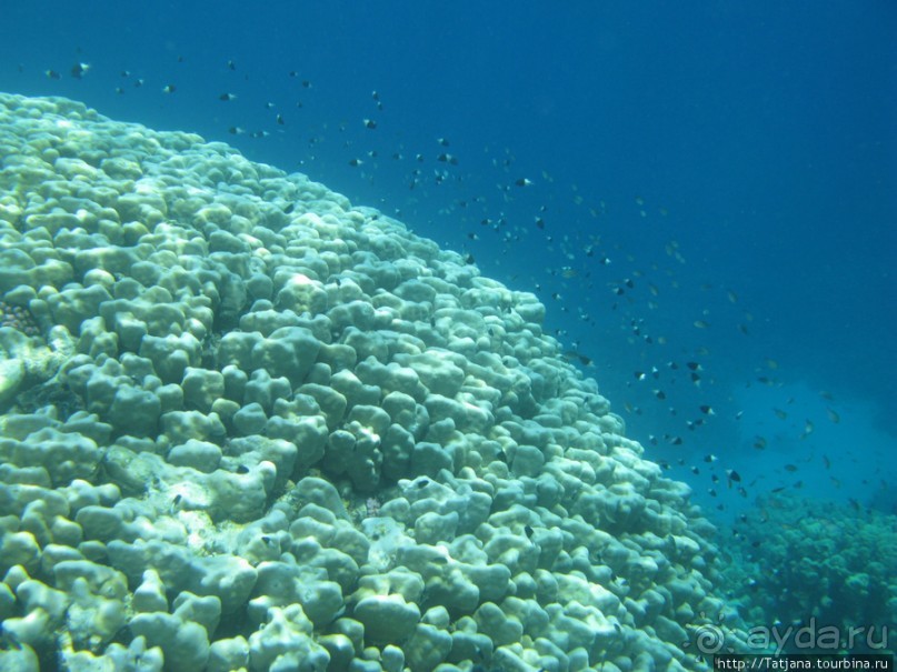 Подводный мир Марса-Алам