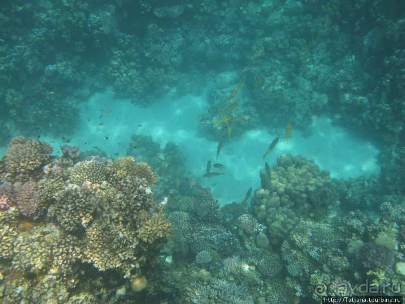 Подводный мир Марса-Алам