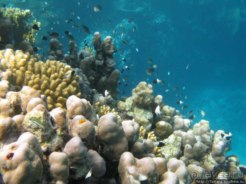 Подводный мир Марса-Алам