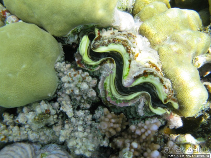 Подводный мир Марса-Алам