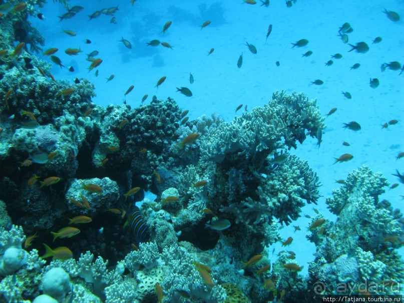 Подводный мир Марса-Алам