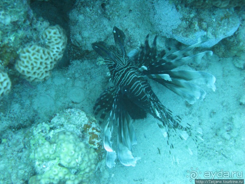 Подводный мир Марса-Алам