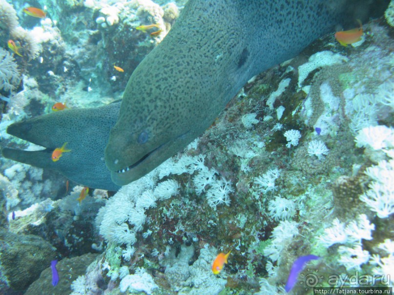 Подводный мир Марса-Алам