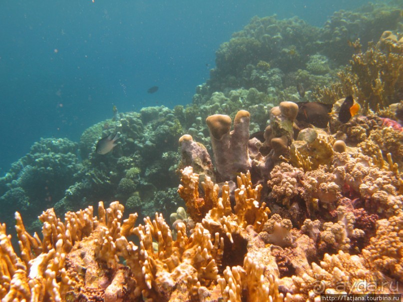 Подводный мир Марса-Алам