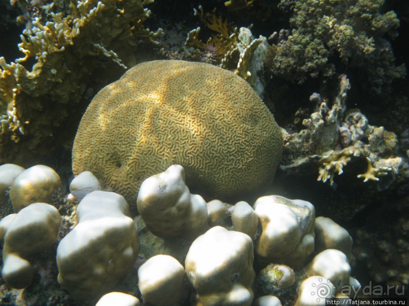 Подводный мир Марса-Алам