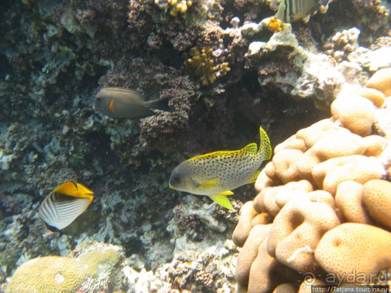 Подводный мир Марса-Алам