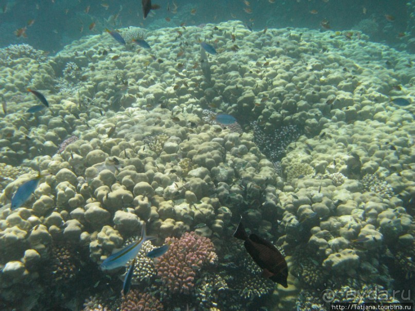 Подводный мир Марса-Алам